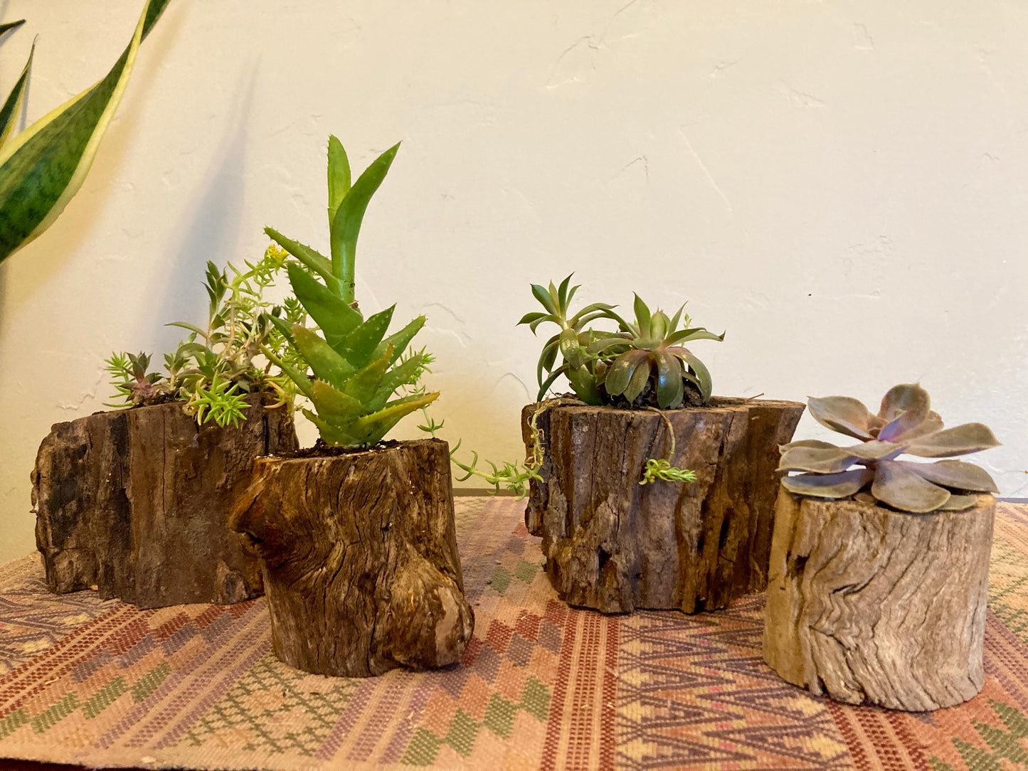 Driftwood Planter with Succulent
