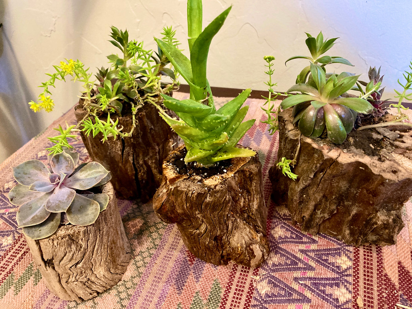 Driftwood Planter with Succulent