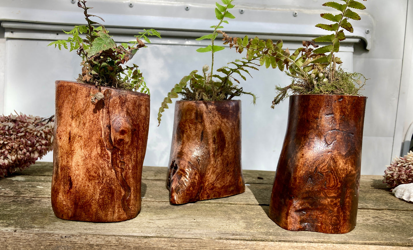 Forest Finds - Planter with Succulent