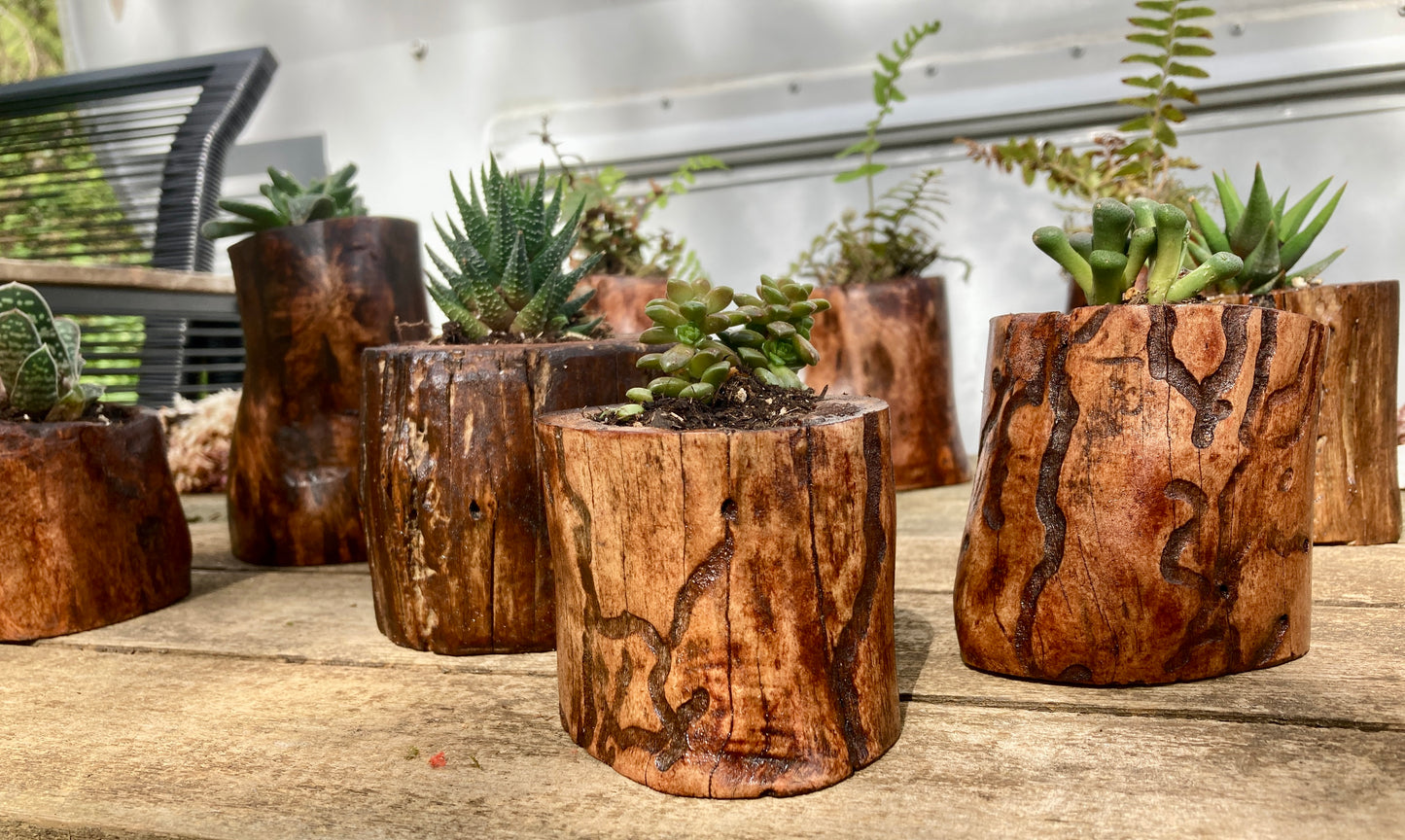 Driftwood Planter with Succulent