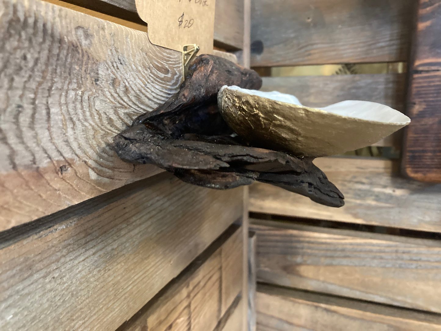Driftwood and Geoduck Shell - Wall-Mounted Caddy