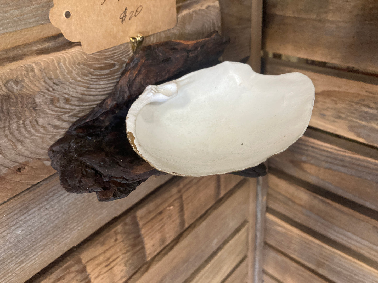 Driftwood and Geoduck Shell - Wall-Mounted Caddy