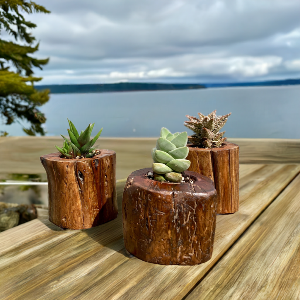 Driftwood Planter with Succulent