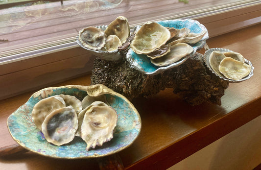 Polished Olympia Oyster Shells - Prepped and Ready for Your Artistic Vision