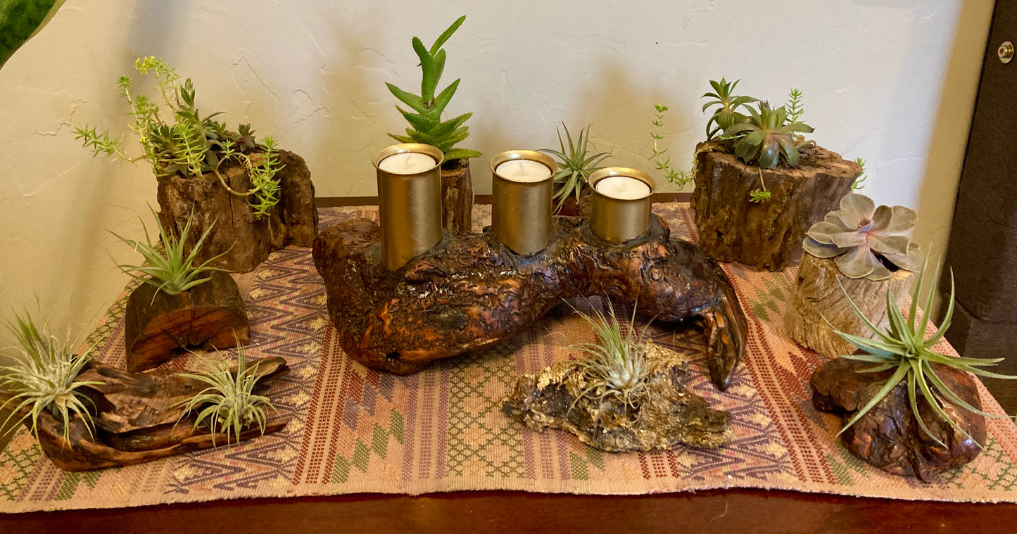 Driftwood Planter with Succulent