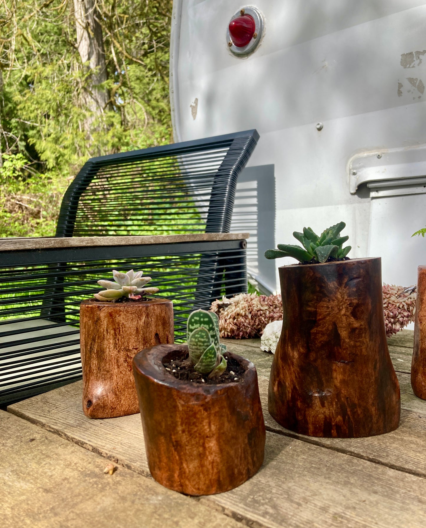 Forest Finds - Planter with Succulent