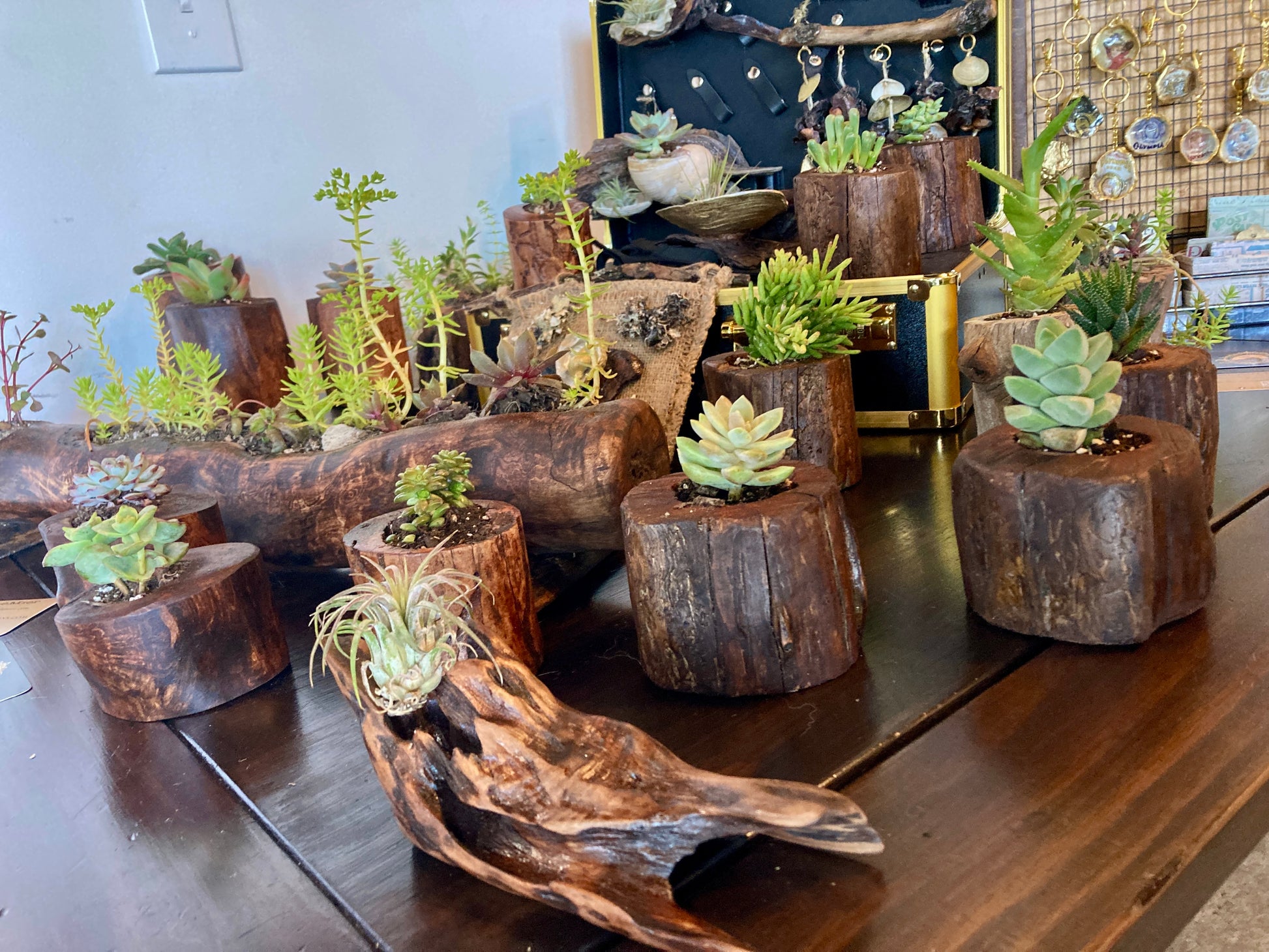 succulent driftwood planter Driftwood Planter with Succulent – Woodard Bay Creations