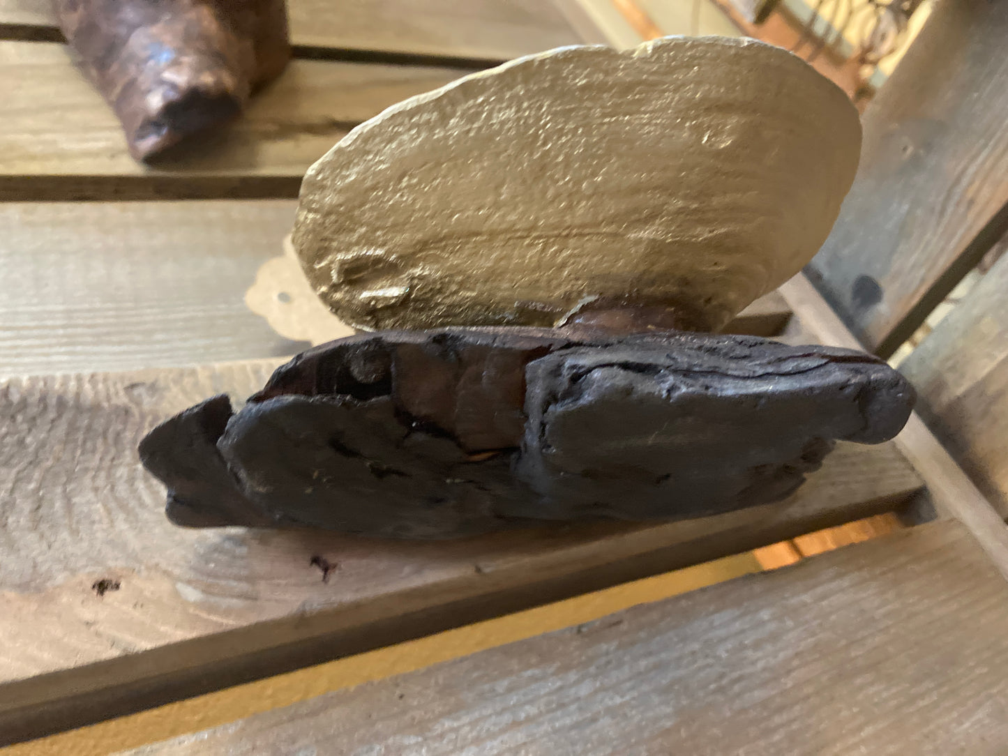 Driftwood and Geoduck Shell - Wall-Mounted Caddy