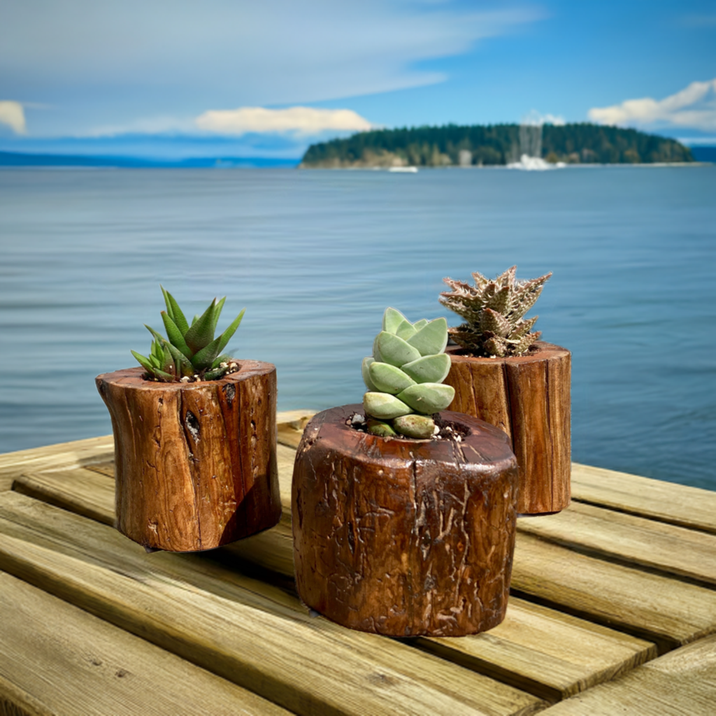 Driftwood Planter with Succulent